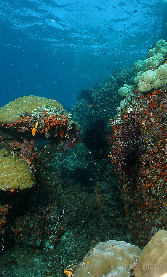 Raja Ampat 2016 - Corail - IMG_4914_rc.jpg